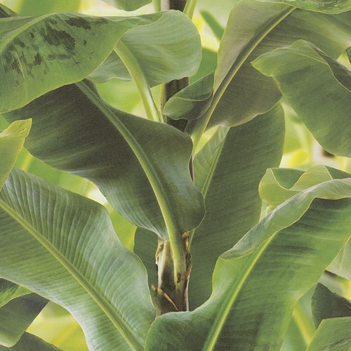 Ταπετσαρία τοίχου Rasch  Πράσινο  Απομίμηση φύλλα μπανάνας 10,05x0,53